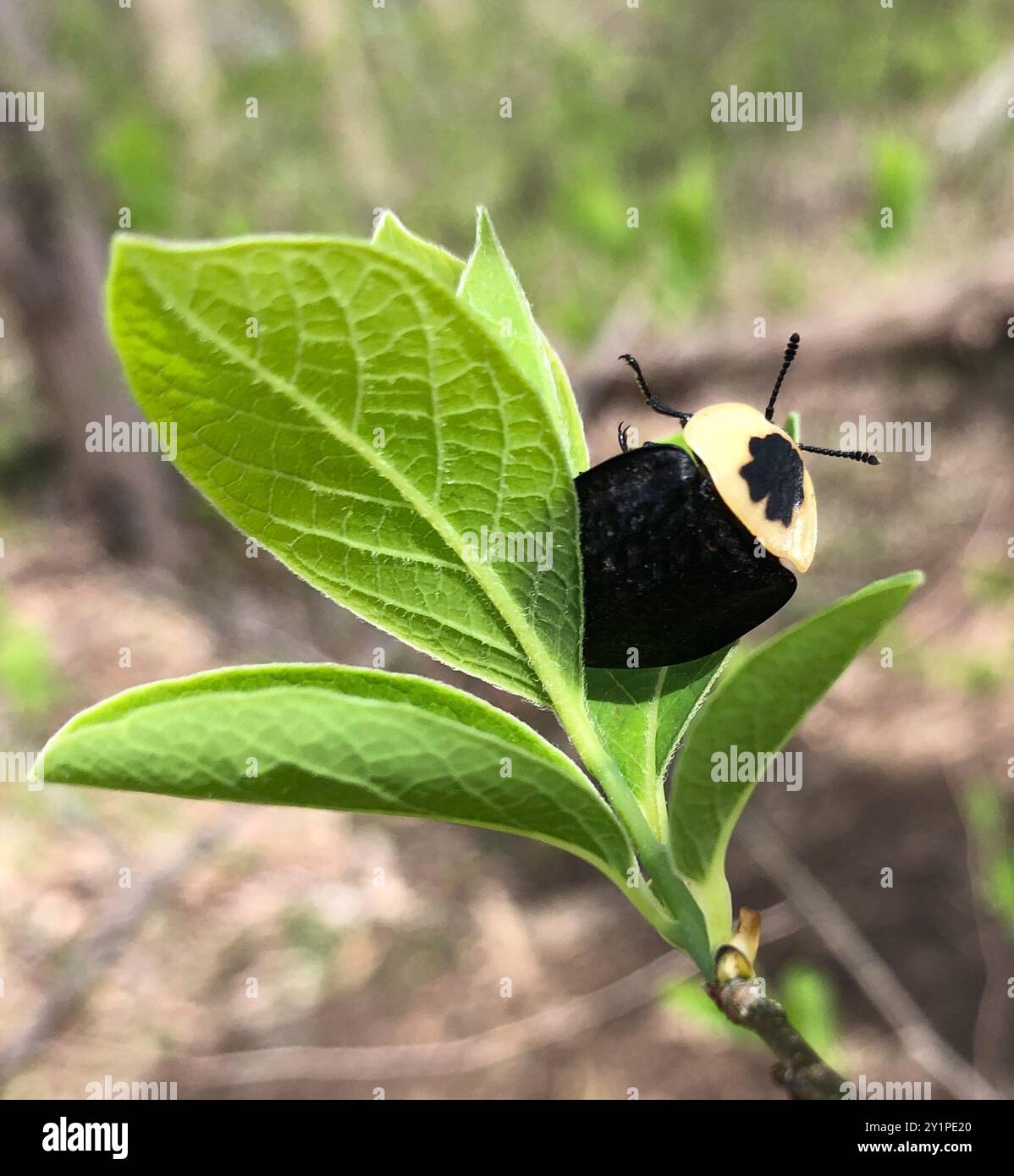 Carrion Inset American Carrion Beetle (Necrophila americana) Insecta Stock Photo - Alamy