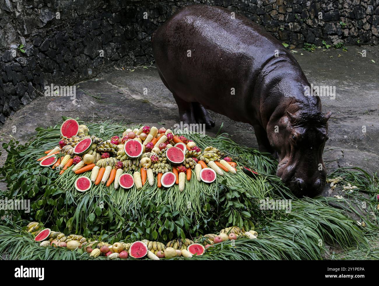 Chonburi, Thailand. 08th Sep, 2024. A female hippopotamus named 'Mae Mali', which means Jasmine, eats fruits and vegetables arranged to look like a cake during her 59th birthday celebration at Khao Kheow Open Zoo. Mae Mali was given from the Tilberg Zoo, Netherlands on June 8, 1967, Mae Mali was only 1 year old at the time, and Mae Mali had already given birth to 14 cubs. Mae Mali is now in good health and is estimated to be the longest-lived hippopotamus in Thailand. (Photo by Chaiwat Subprasom/SOPA Images/Sipa USA) Credit: Sipa USA/Alamy Live News Stock Photo