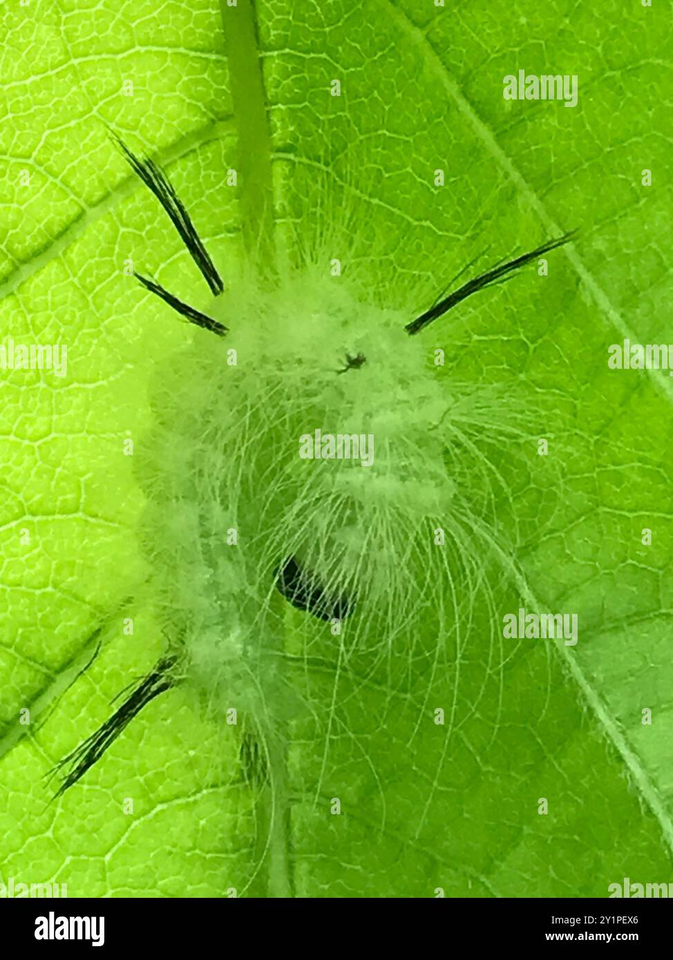 American Dagger (Acronicta americana) Insecta Stock Photo - Alamy