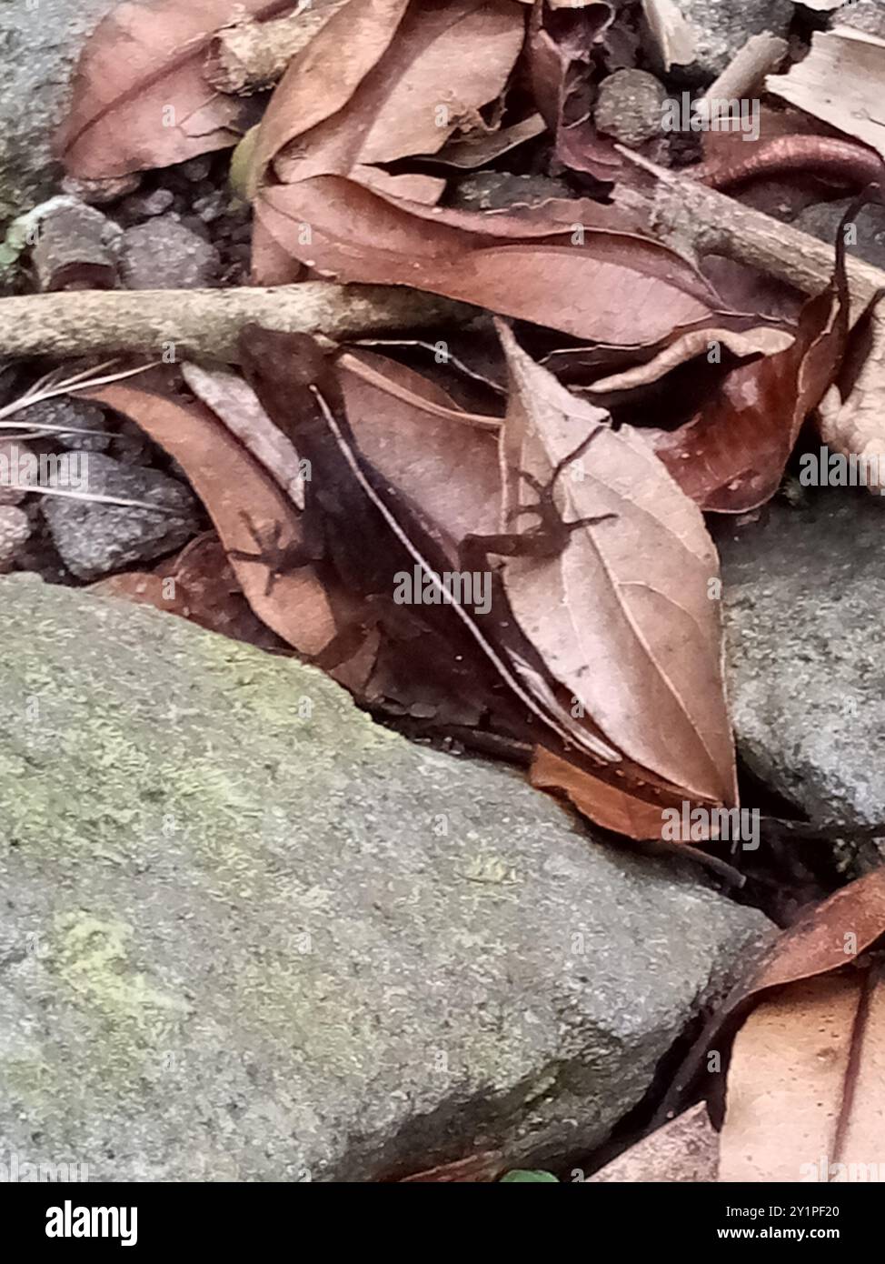 Anolis humilis hi-res stock photography and images - Alamy
