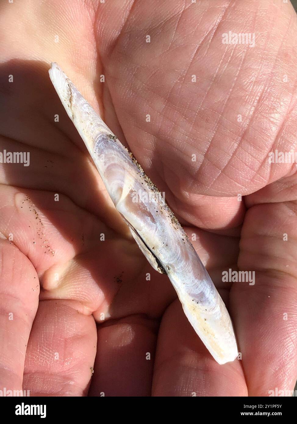 Pacific Razor Clam (Siliqua patula) Mollusca Stock Photo - Alamy
