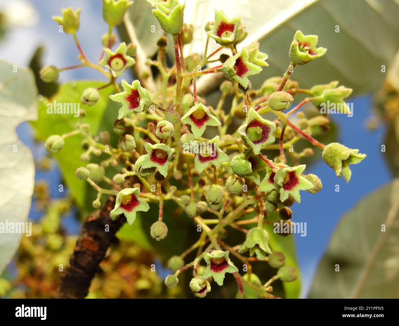 Looking-glass mangrove (Heritiera littoralis) Plantae Stock Photo - Alamy