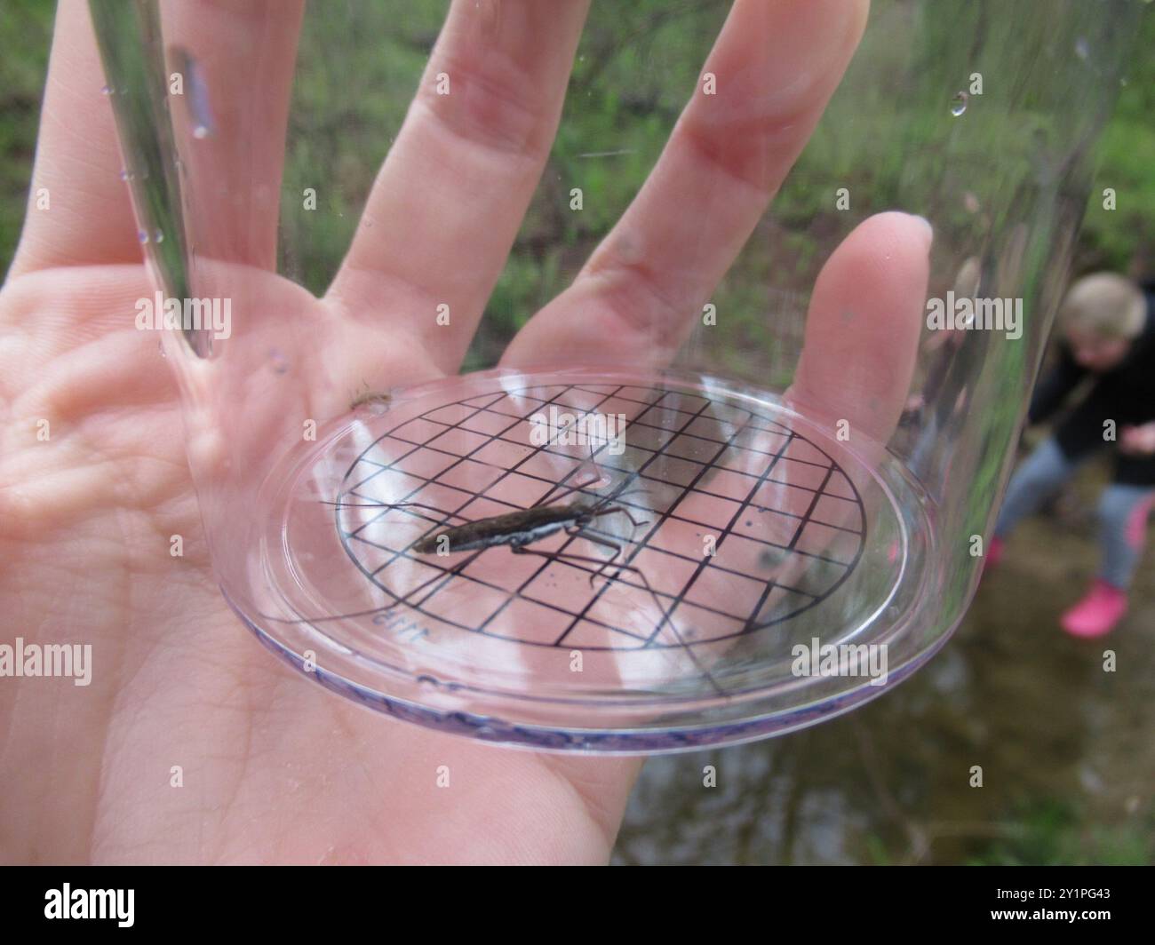 (Aquarius remigis) Insecta Stock Photo - Alamy