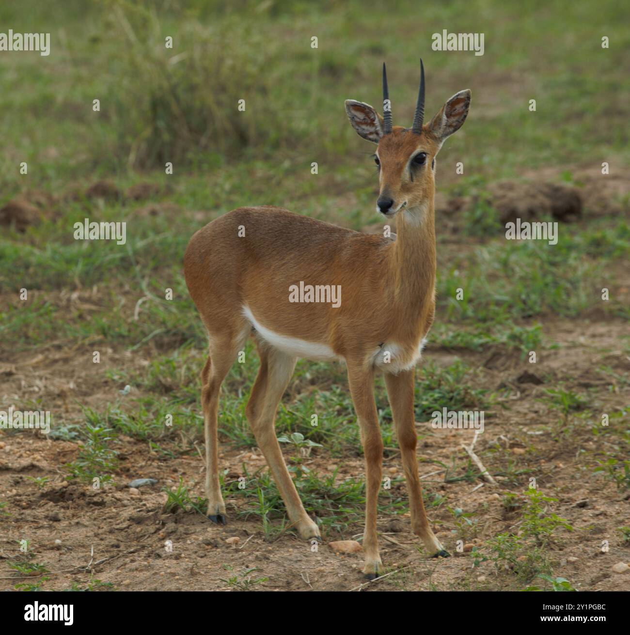 Murchison Falls National park Stock Photo