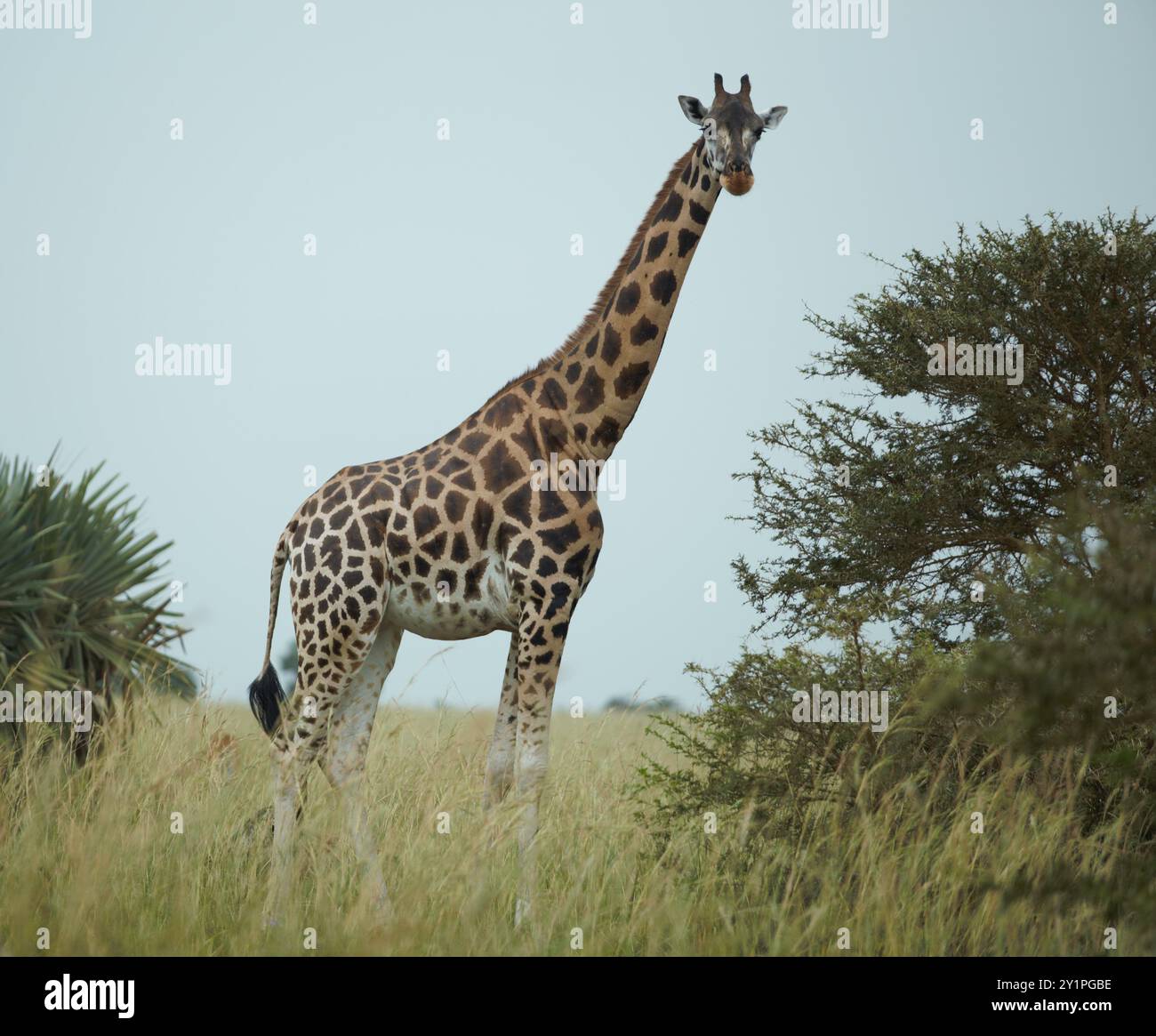 Murchison Falls National park Stock Photo