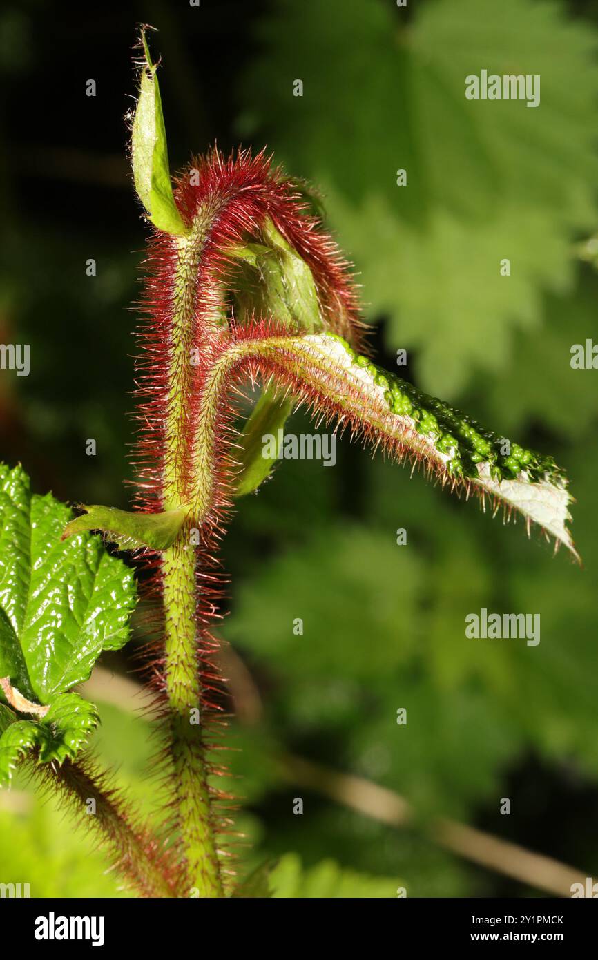 Chinese Bramble (Rubus tricolor) Plantae Stock Photo - Alamy