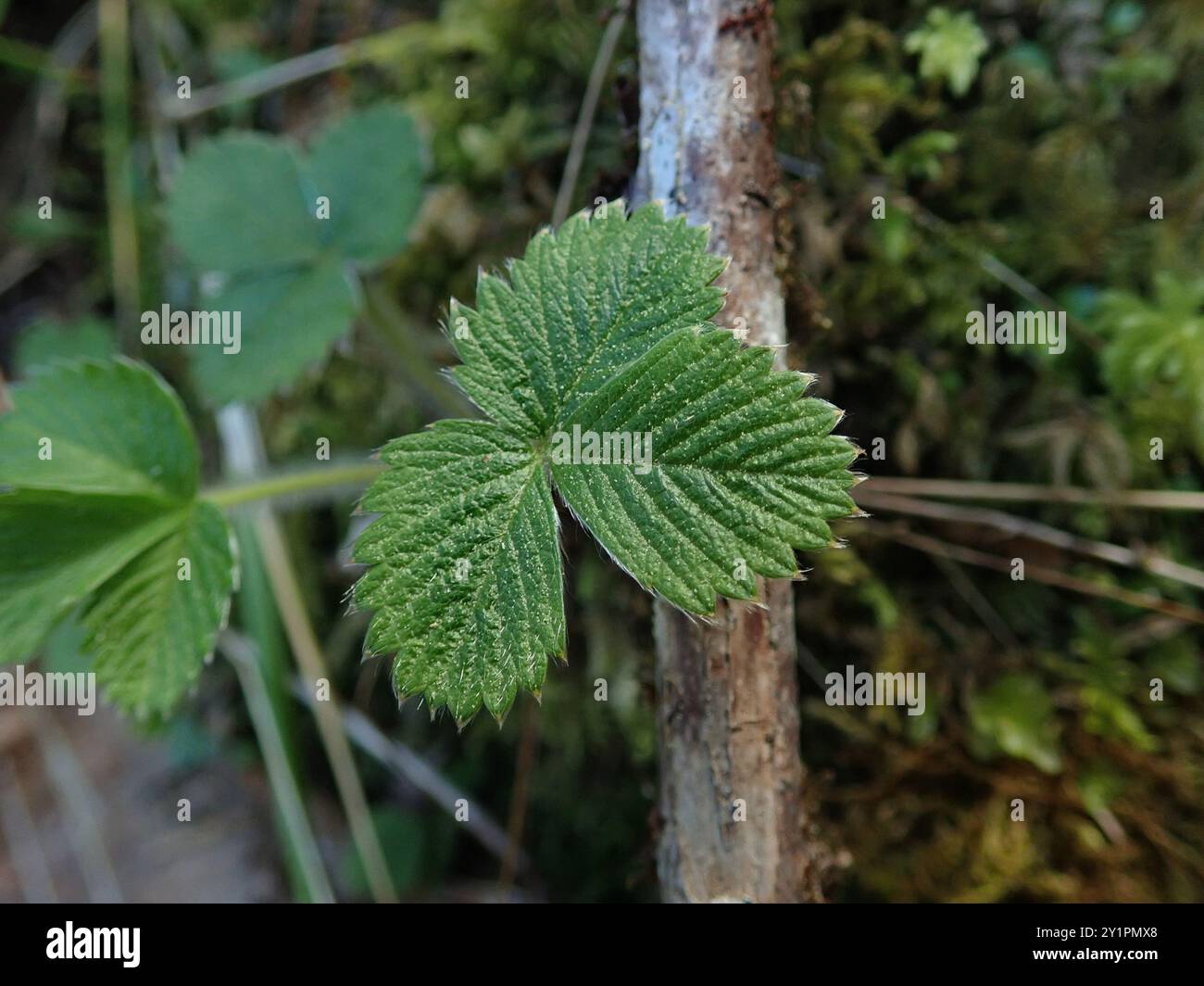 Rose Family Rheum rose family (Rosaceae) Plantae Stock Photo - Alamy