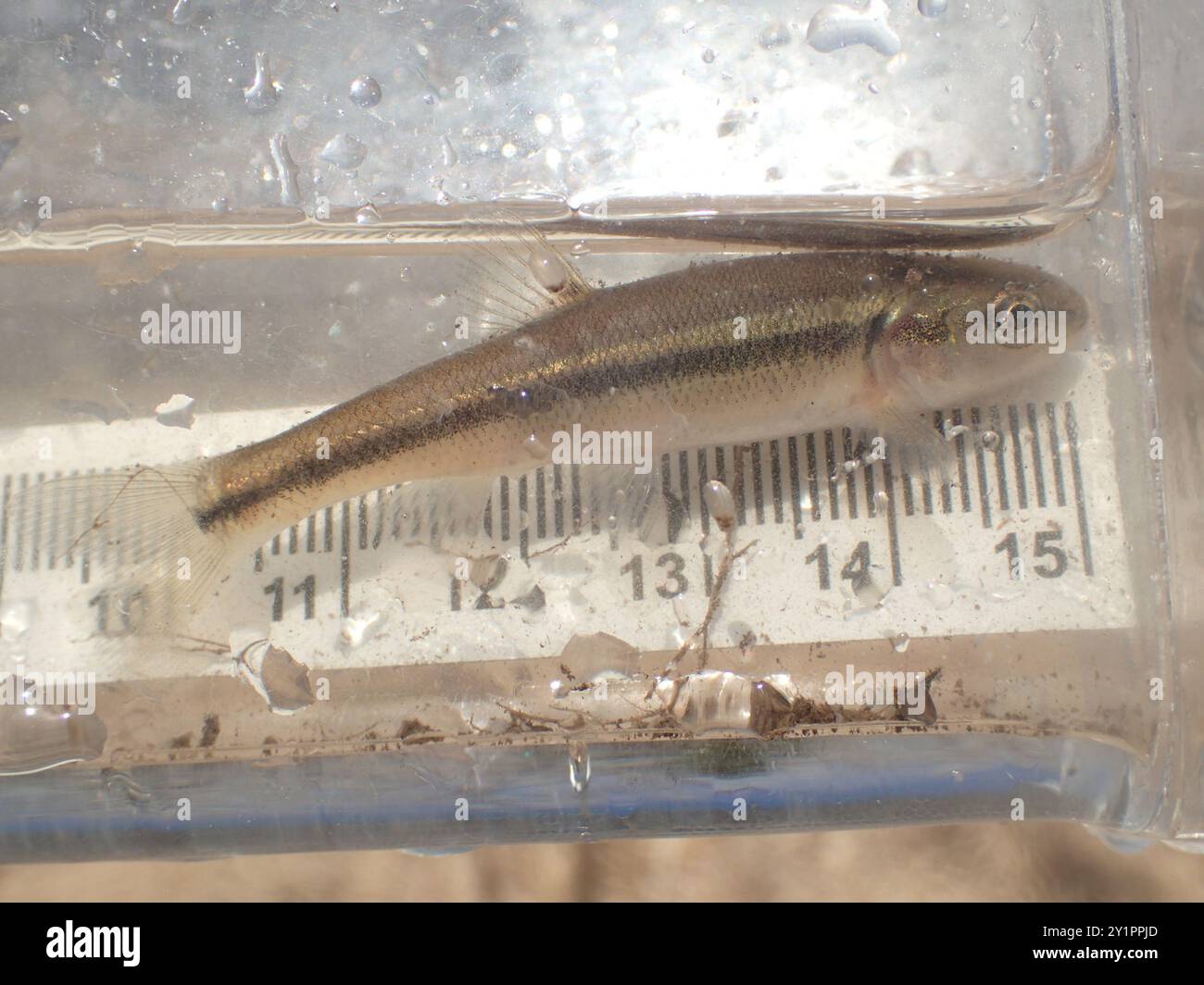 Creek Chub (Semotilus atromaculatus) Actinopterygii Stock Photo - Alamy