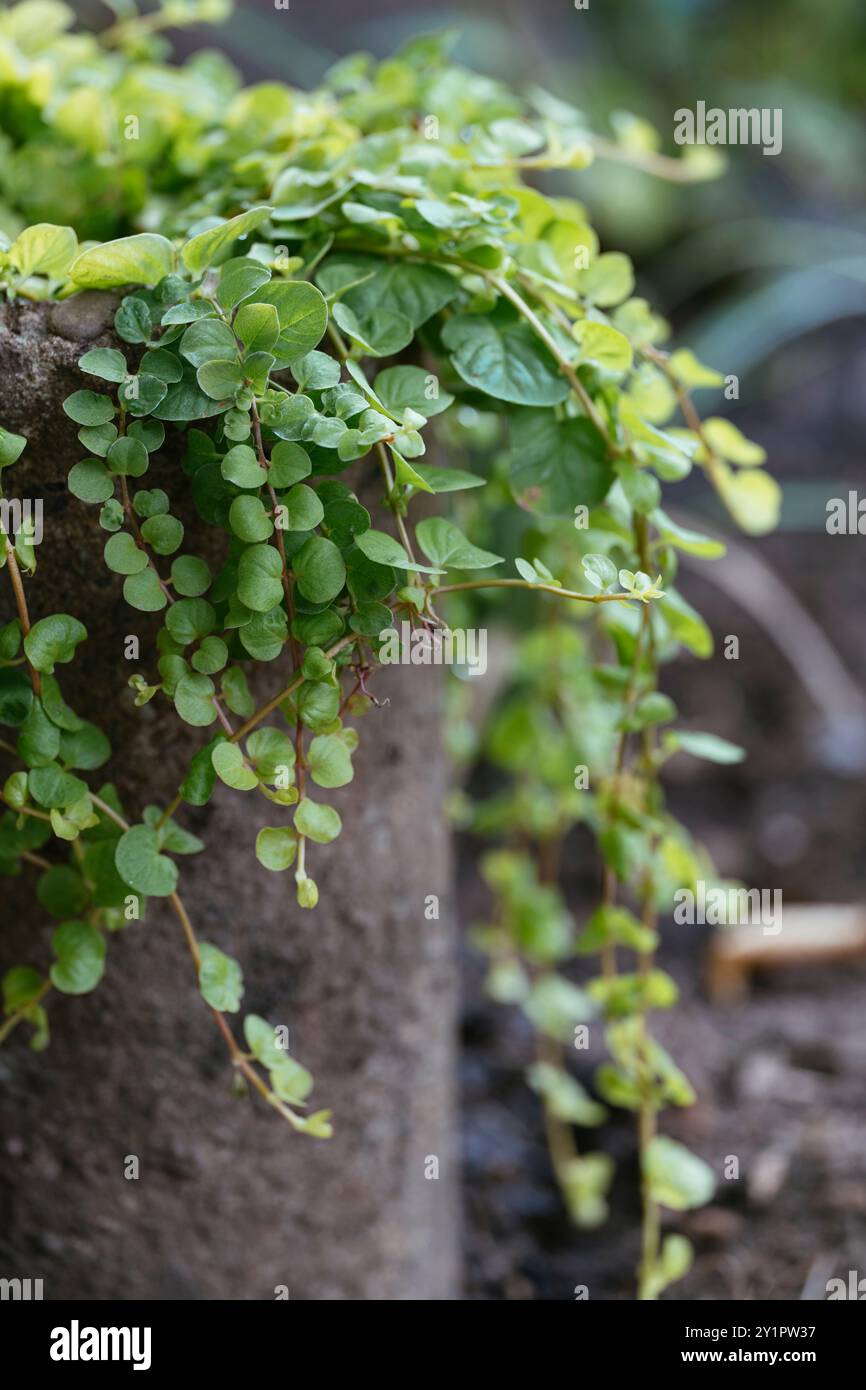 Angel vine (Muehlenbeckia complexa) growing a a concrete tube in a garden. Stock Photo