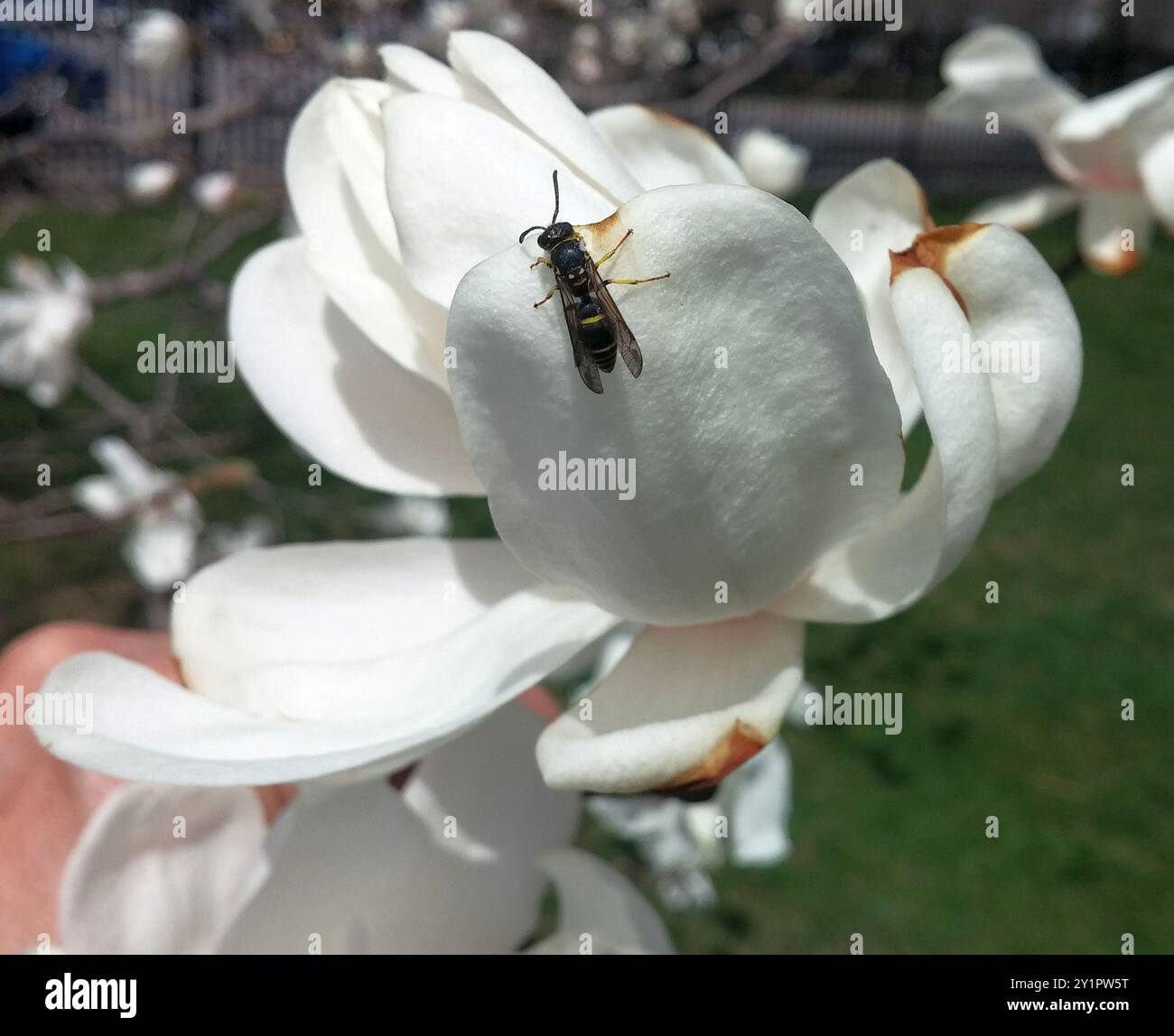 Bramble Mason Wasp (Ancistrocerus adiabatus) Insecta Stock Photo - Alamy