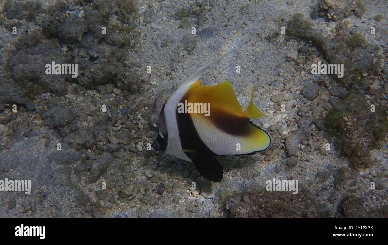 Masked Bannerfish (Heniochus monoceros) Actinopterygii Stock Photo