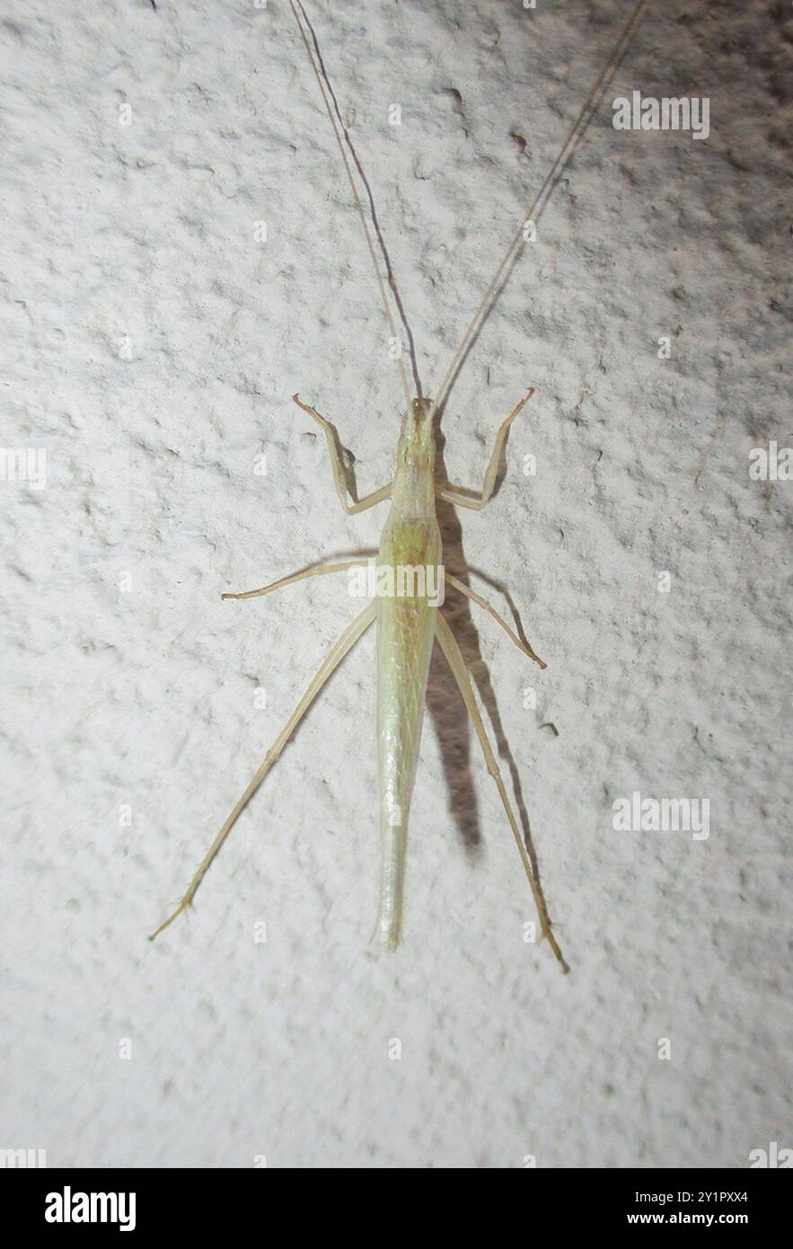 Common Tree Crickets (Oecanthus) Insecta Stock Photo - Alamy