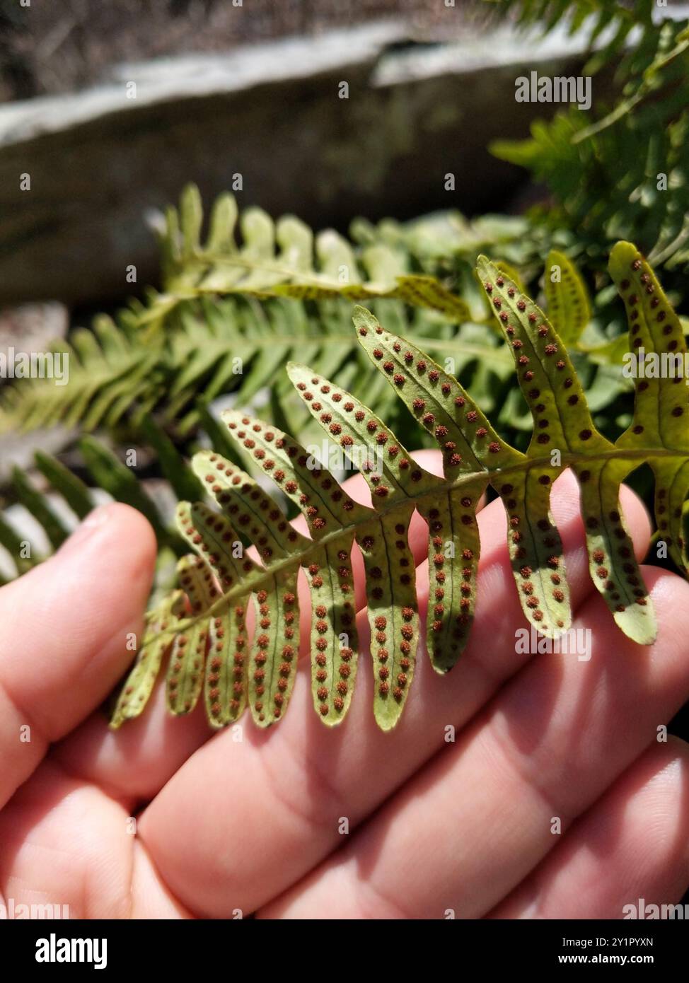 polypody ferns (Polypodium) Plantae Stock Photo - Alamy