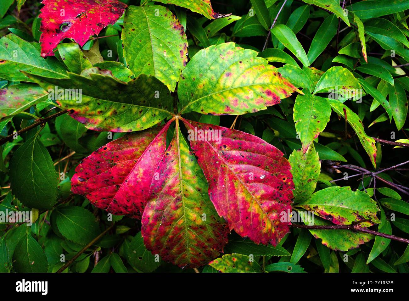 Leaves turning red in the midst of green leaves as fall temperatures ...
