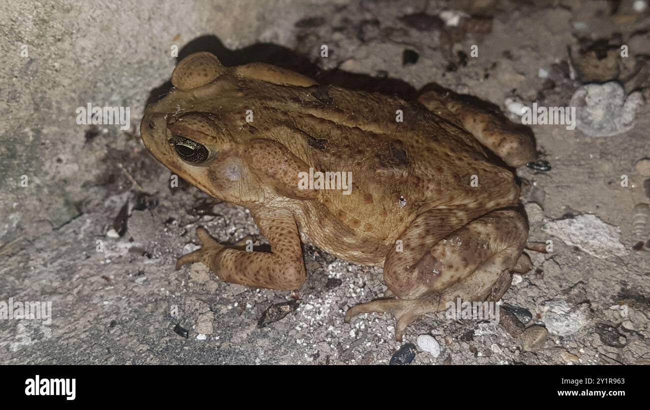 Yellow Cururu Toad (Rhinella icterica) Amphibia Stock Photo - Alamy
