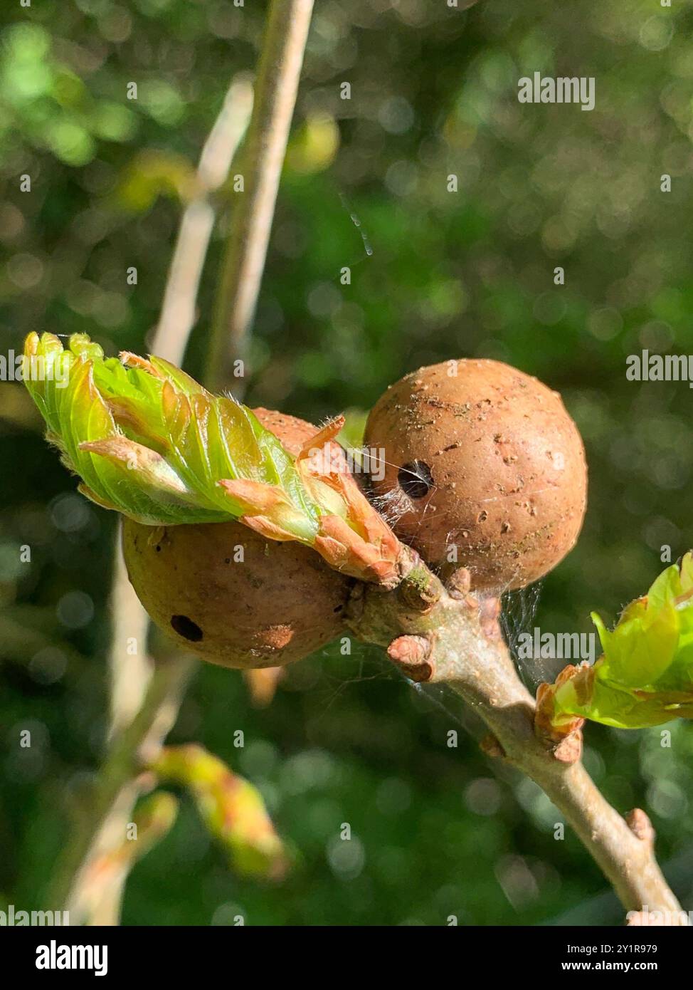 Oak Marble Gall Wasp (Andricus kollari) Insecta Stock Photo - Alamy