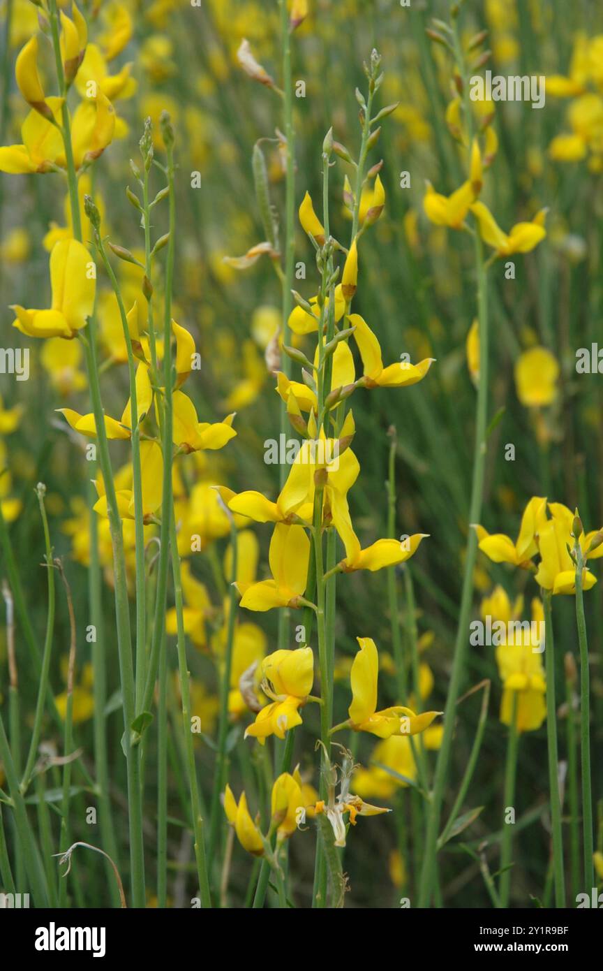 Spanish Broom (Spartium junceum) Plantae Stock Photo