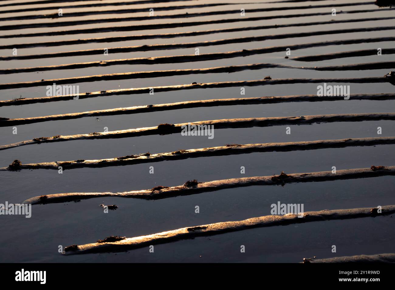 ripple marks at low tide on a sandy beach on the Channel, Manche, France Stock Photo