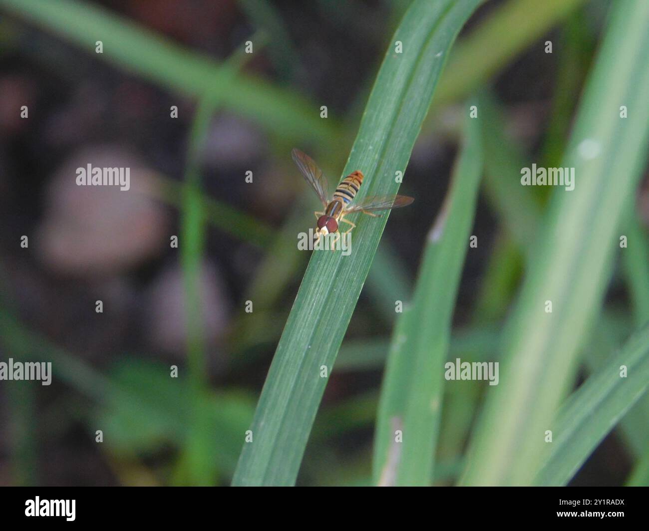 Gmaize Insect Maize Calligrapher (Toxomerus politus) Insecta Stock Photo - Alamy