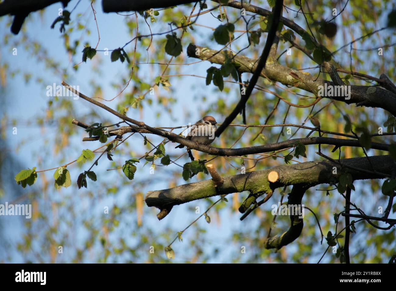 Eurasian Tree Sparrow (Passer montanus) Aves Stock Photo - Alamy