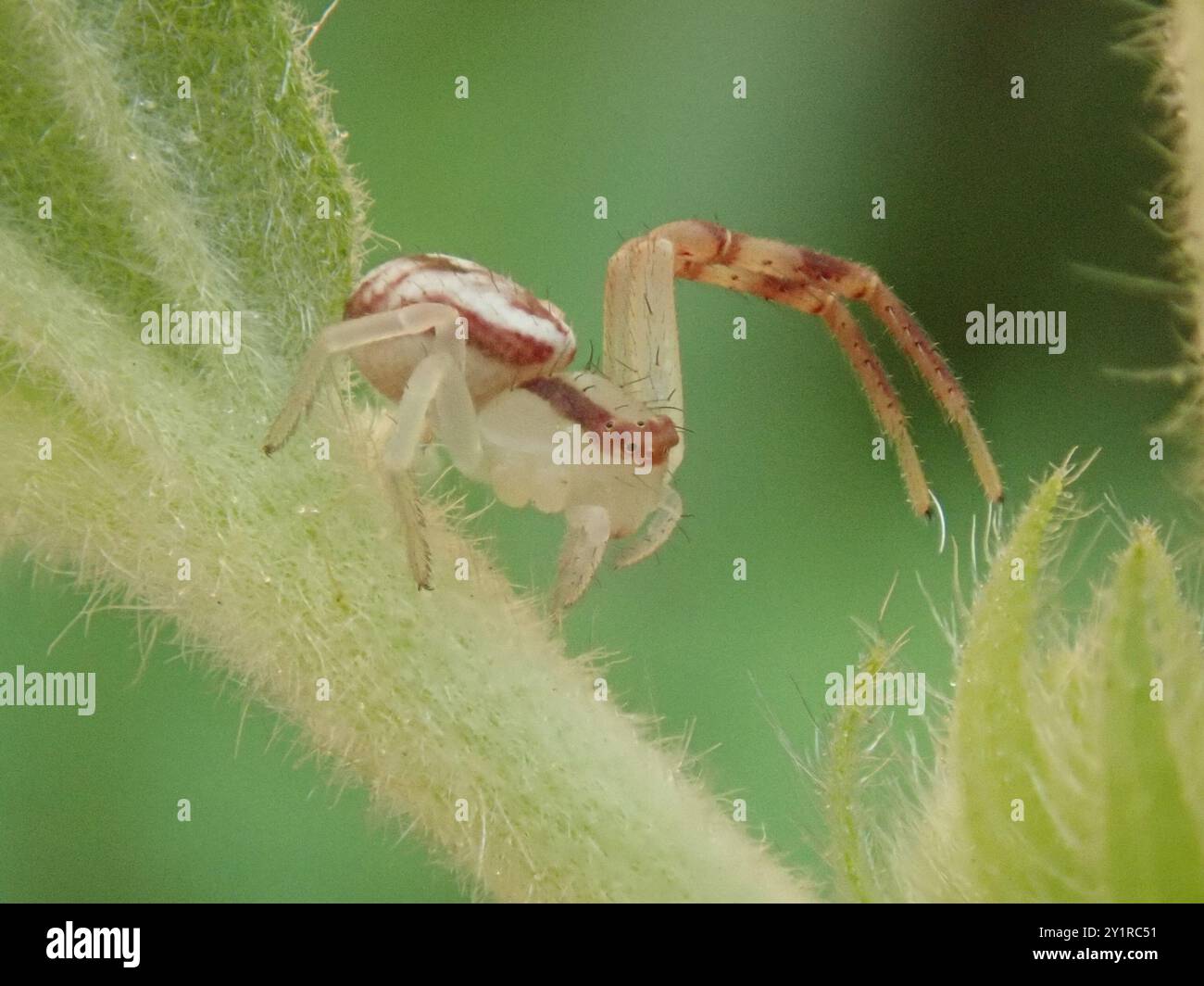Crab Spiders (Thomisidae) Arachnida Stock Photo - Alamy