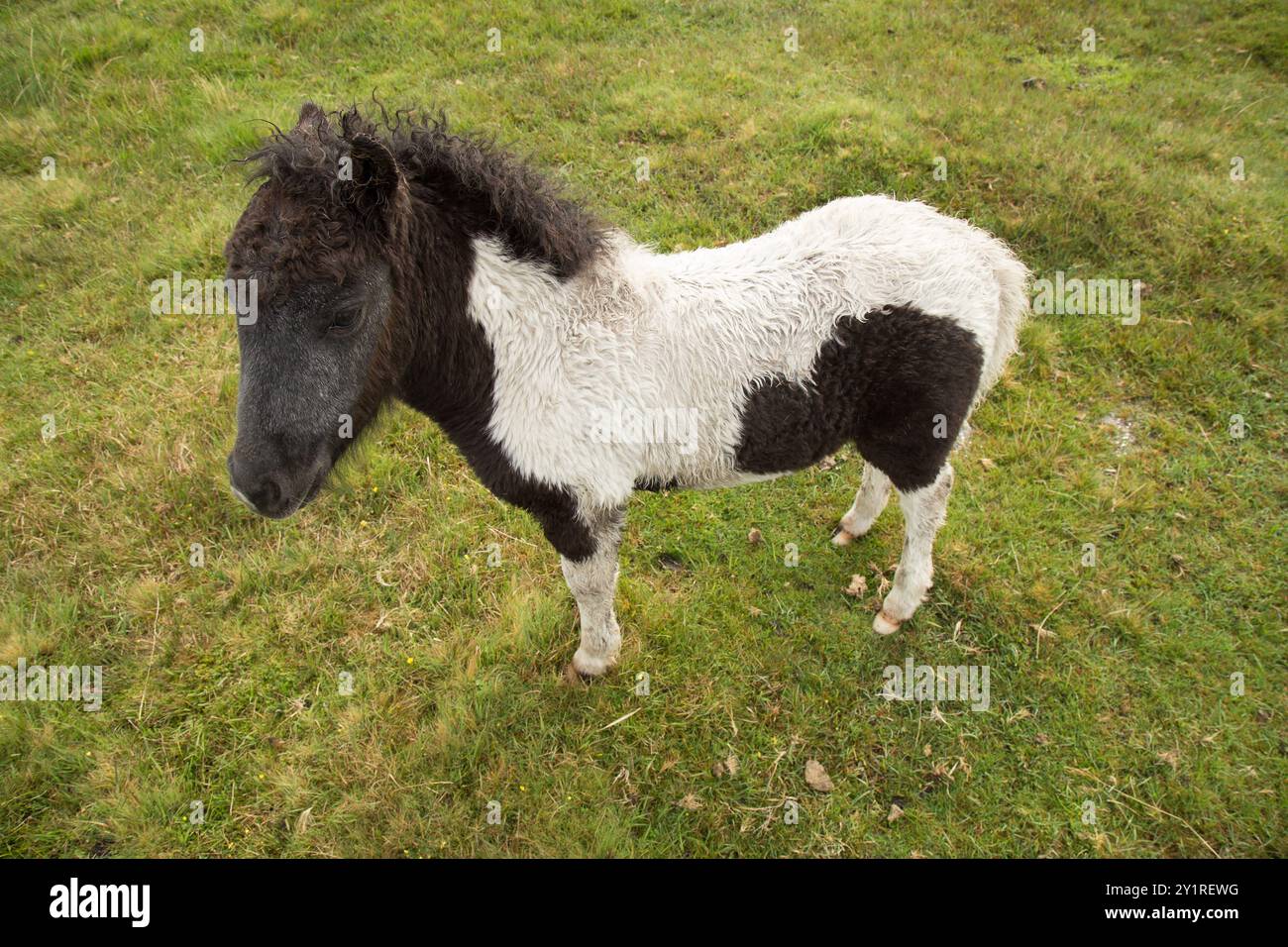 Dartmoor ponies Stock Photo