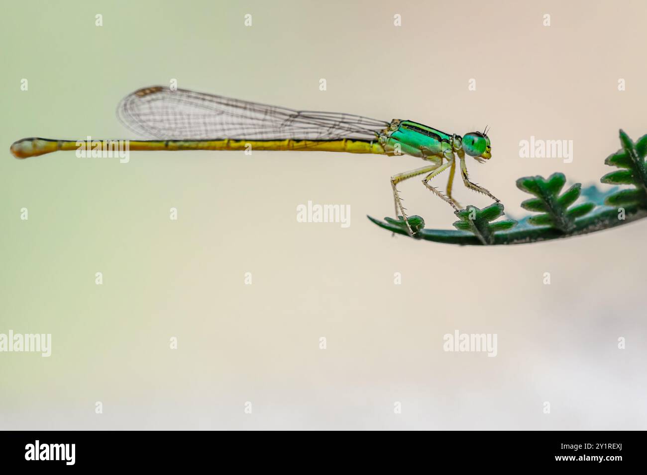 A Damselfly resting on a branch Stock Photo