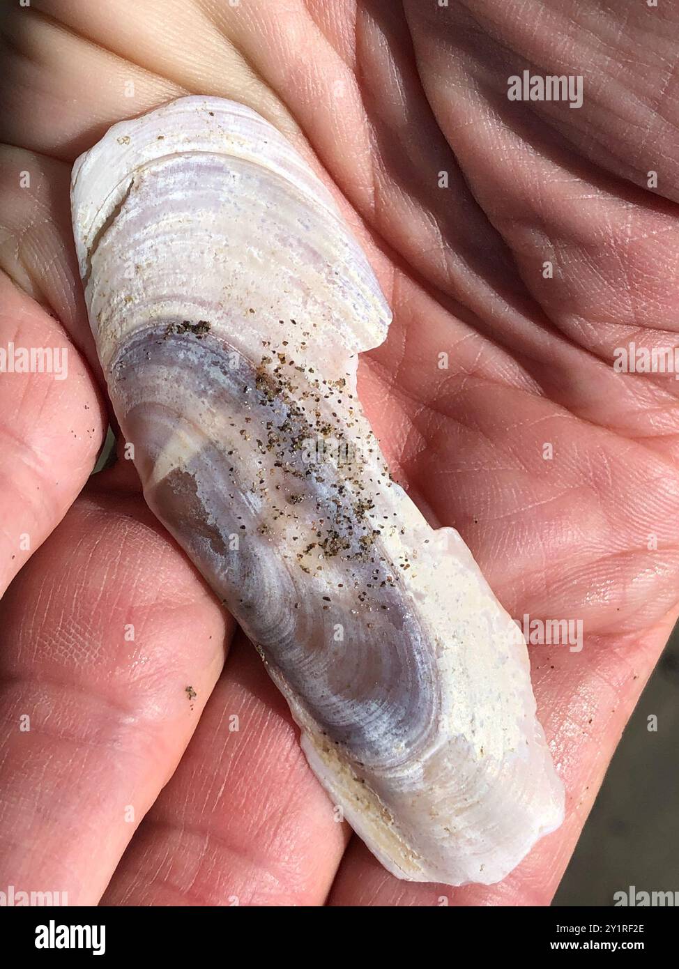 Pacific Razor Clam (Siliqua patula) Mollusca Stock Photo - Alamy