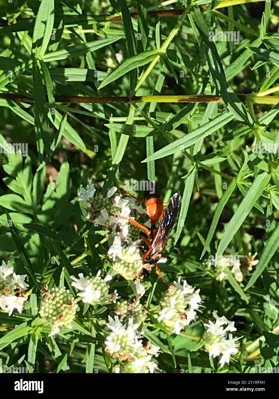 Great Golden Digger Wasp (Sphex ichneumoneus) Insecta Stock Photo - Alamy