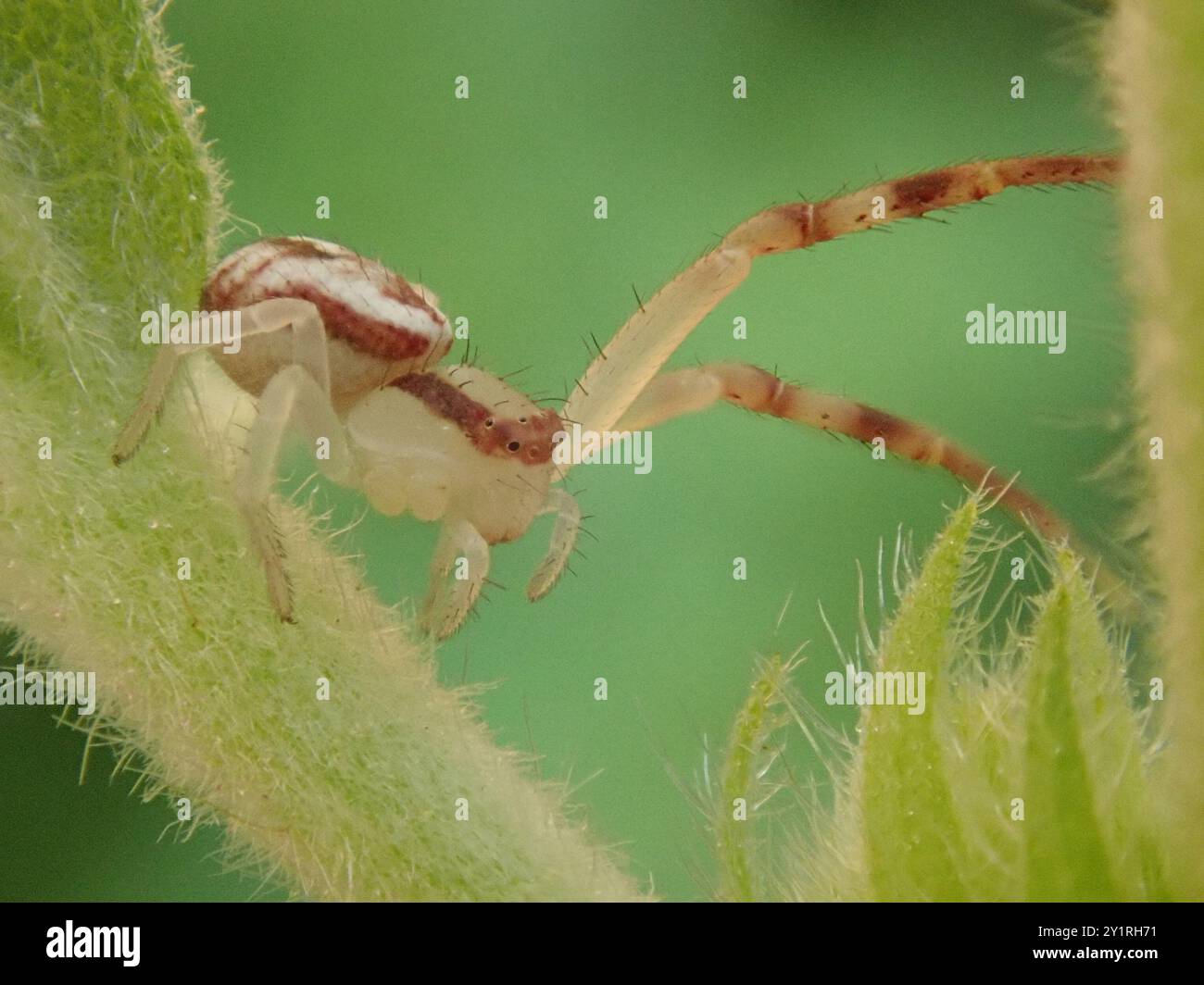 Crab Spiders (Thomisidae) Arachnida Stock Photo - Alamy