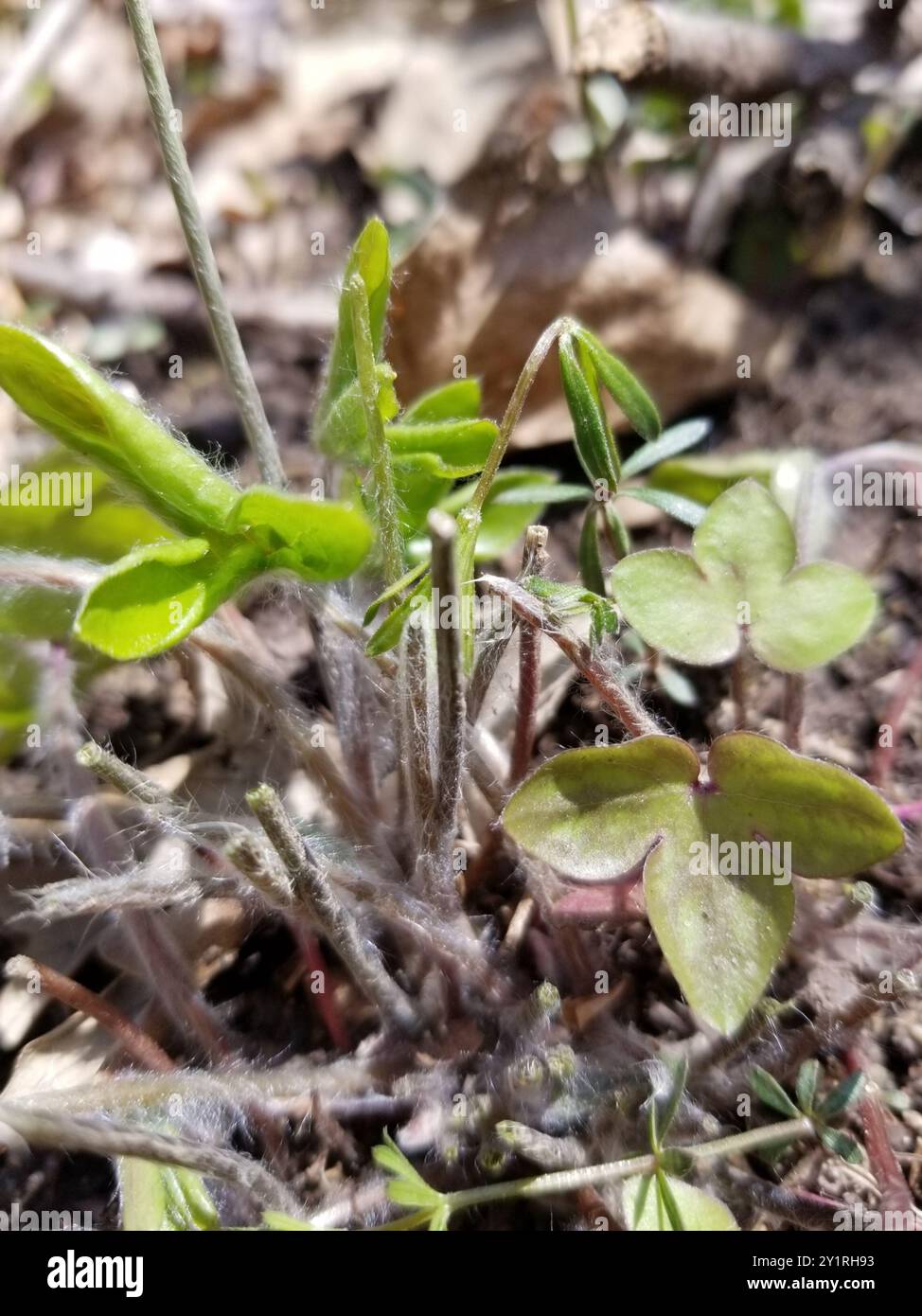 sharp-lobed hepatica (Hepatica acutiloba) Plantae Stock Photo - Alamy