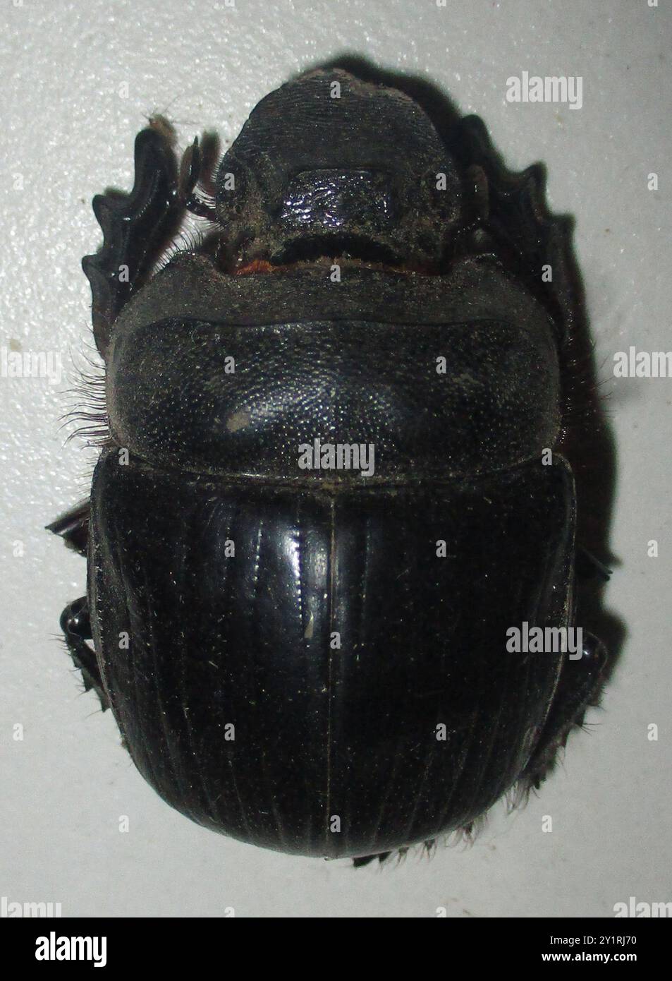 Heliocopris hi-res stock photography and images - Alamy