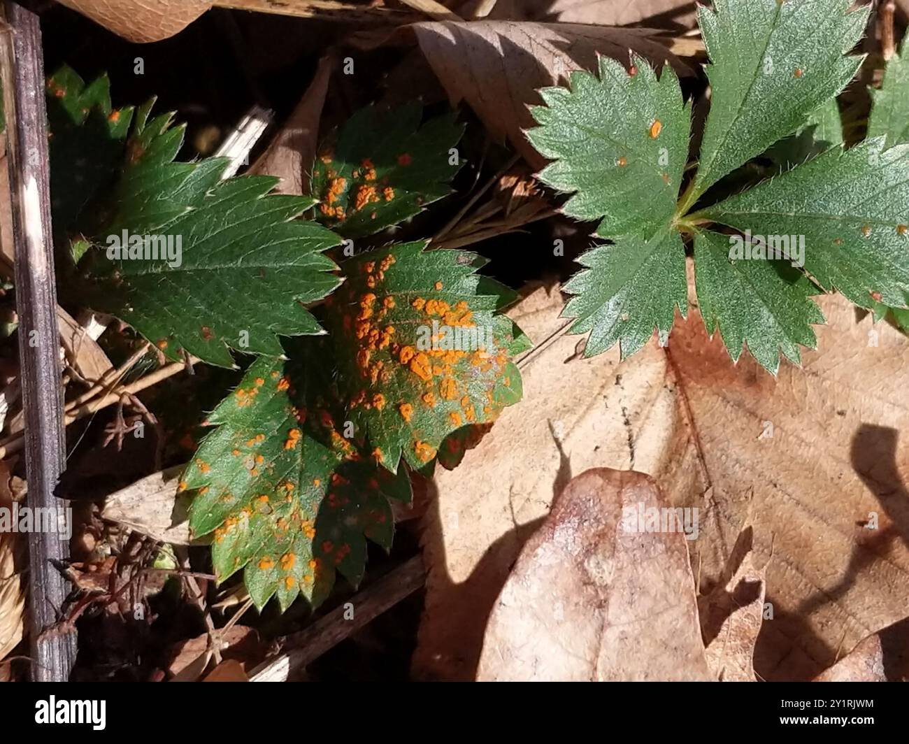 rust fungi (Pucciniales) Fungi Stock Photo - Alamy