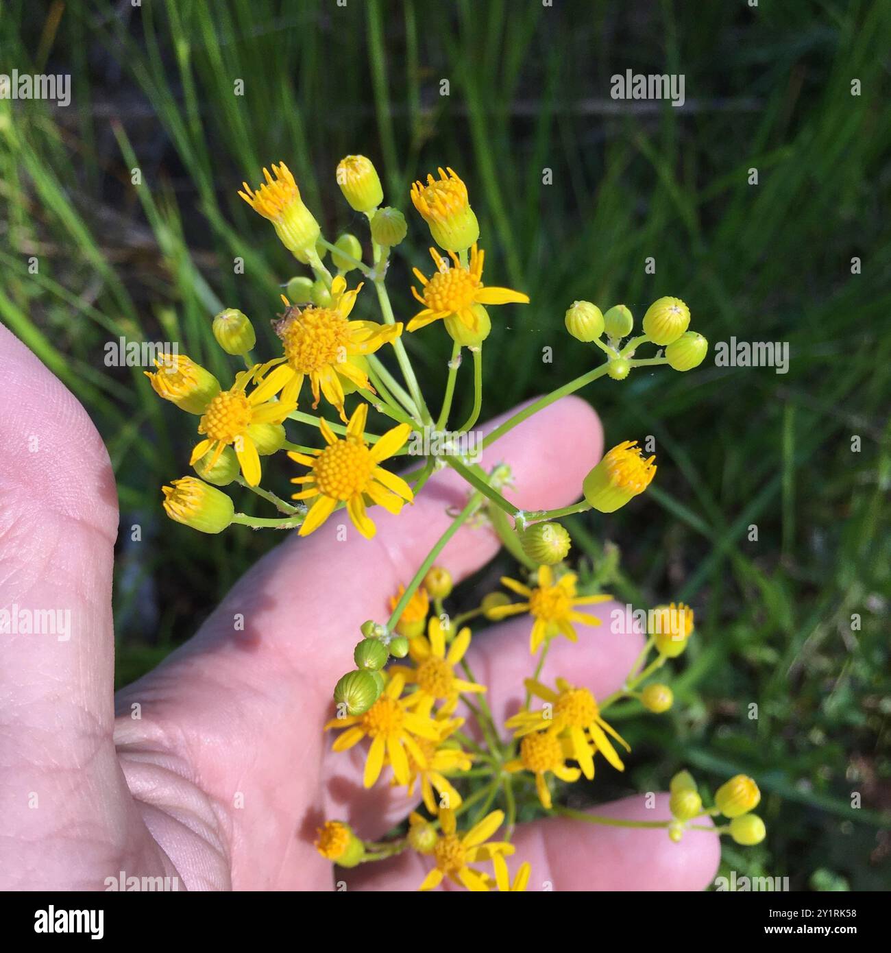 Small's ragwort (Packera anonyma) Plantae Stock Photo - Alamy
