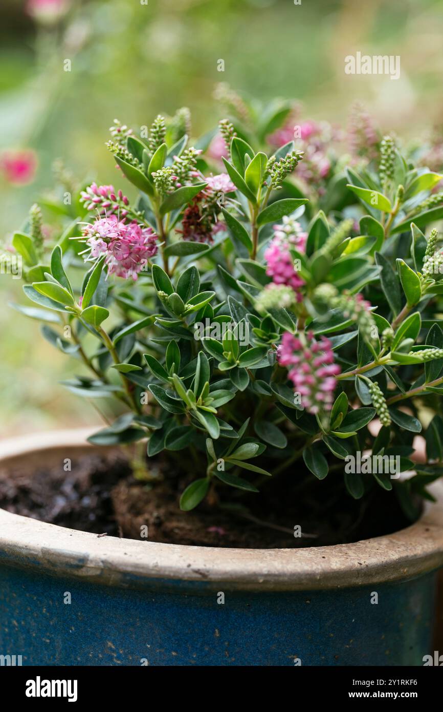 Shrubby Veronica (Veronica, Hebe x andersonii) planted in a pot in