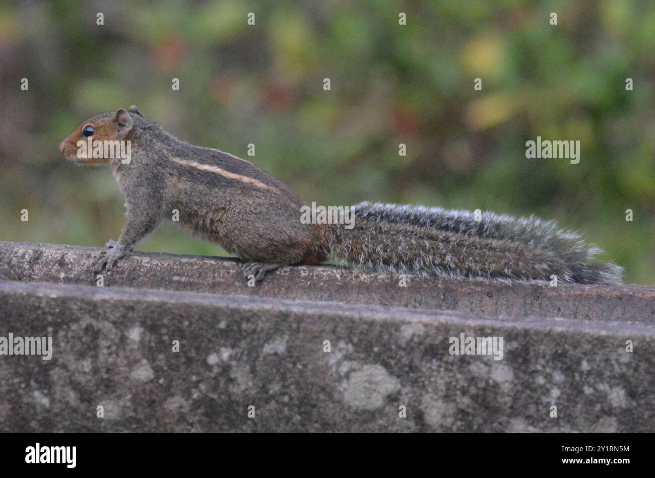 Jungle Palm Squirrel (Funambulus tristriatus) Mammalia Stock Photo Alamy