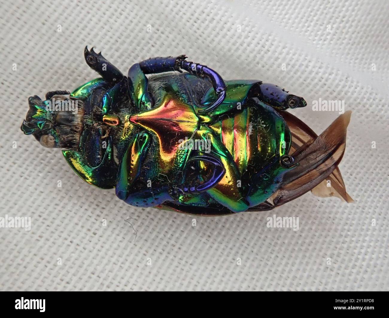 Precious metal beetle pelidnota sumptuosa hi-res stock photography