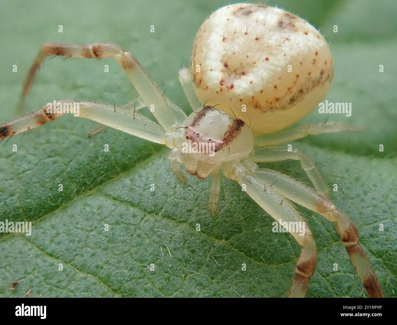Crab Spiders (Thomisidae) Arachnida Stock Photo - Alamy