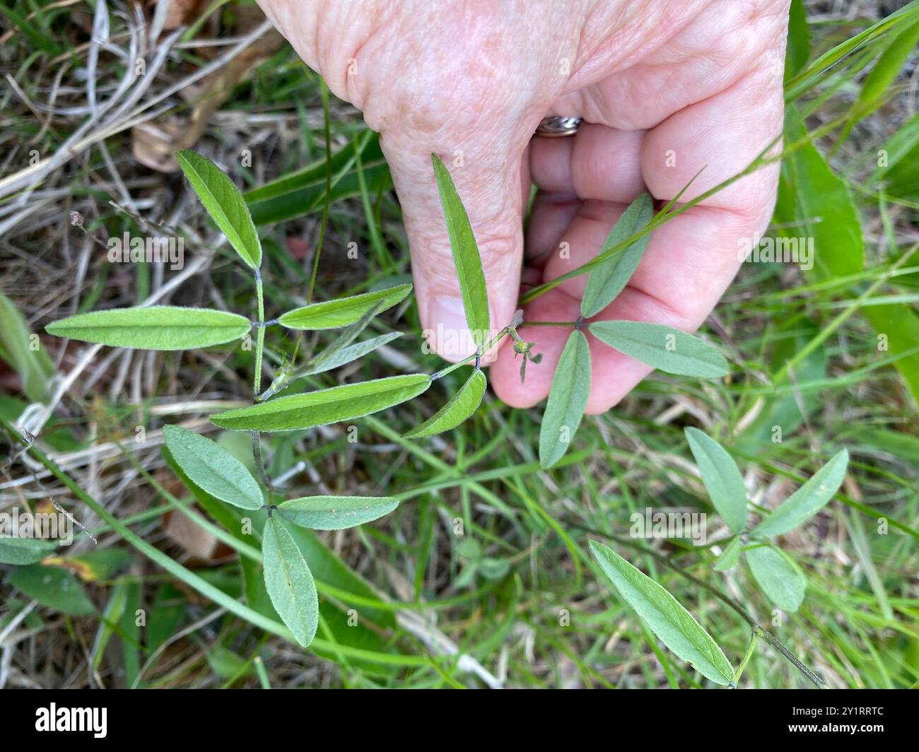 Eastern Sampson's-Snakeroot (Orbexilum psoralioides) Plantae Stock Photo