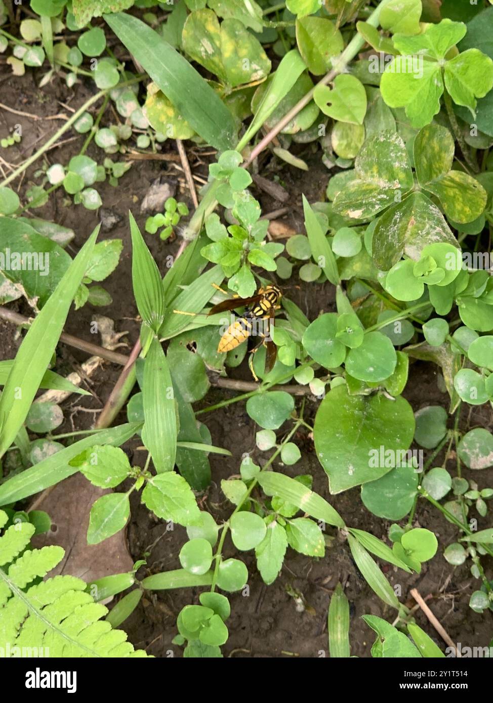 Rothney's Paper Wasp (Polistes rothneyi) Insecta Stock Photo - Alamy