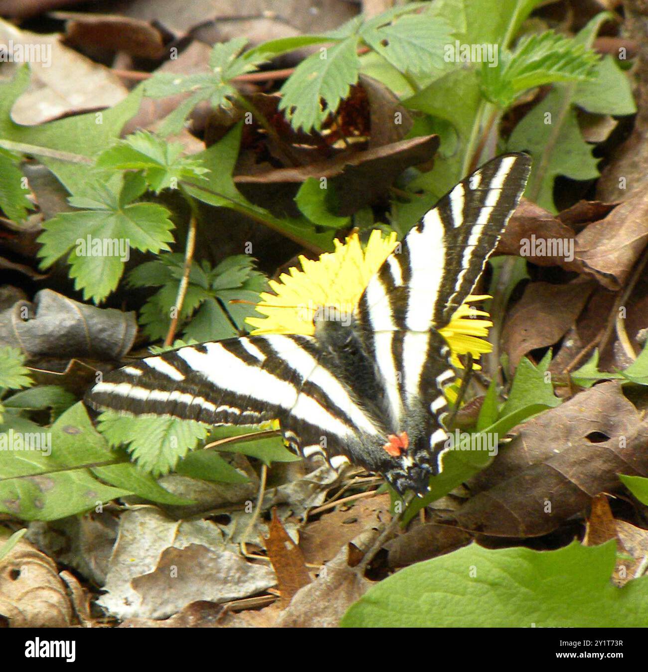 Zebra Swallowtail (Eurytides marcellus) Insecta Stock Photo - Alamy