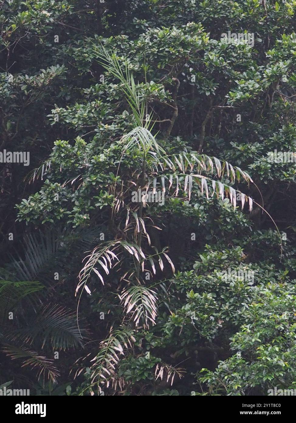 Calamus rotang hi-res stock photography and images - Alamy