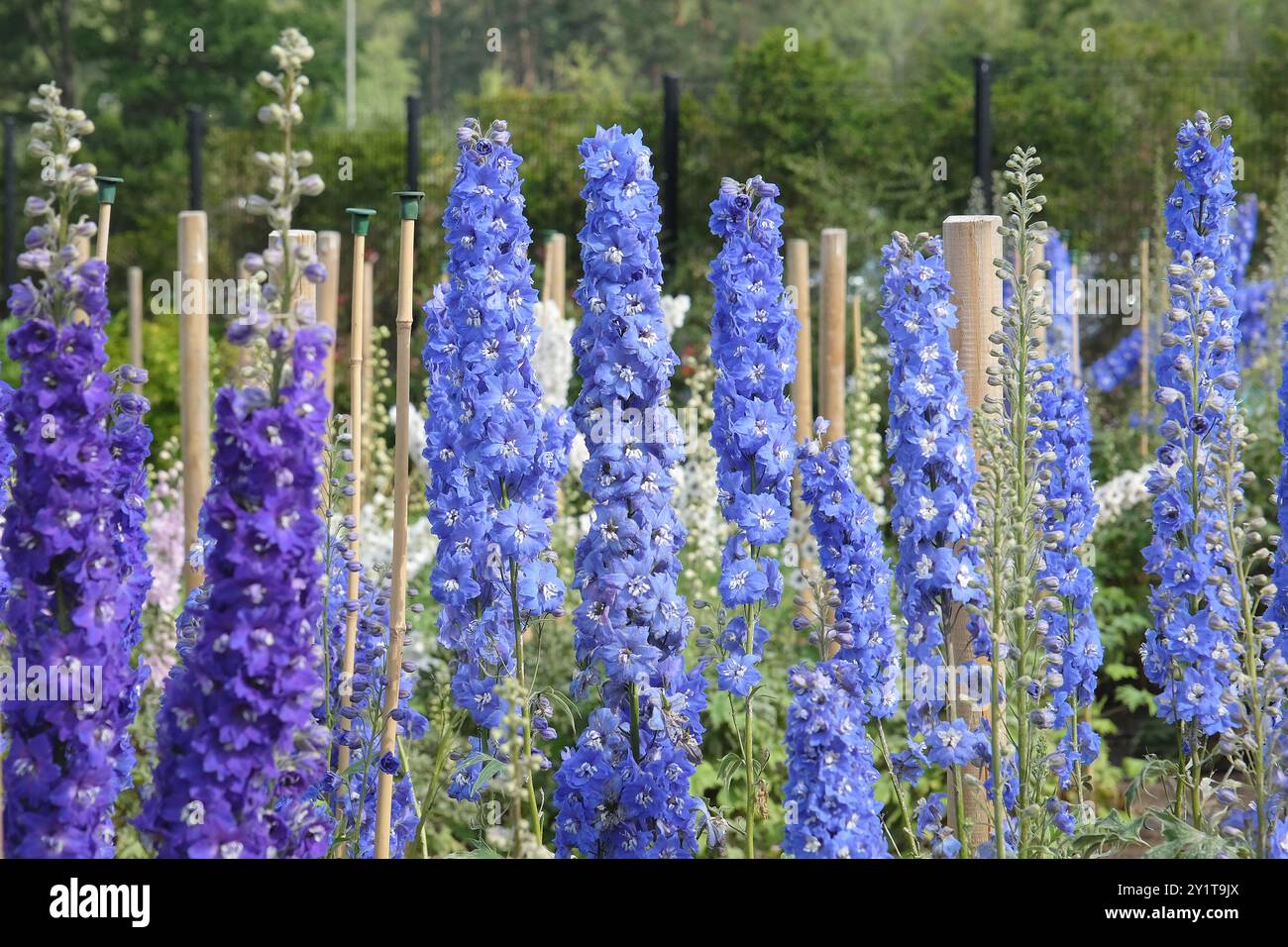 Dark blue delphinium hi-res stock photography and images - Alamy