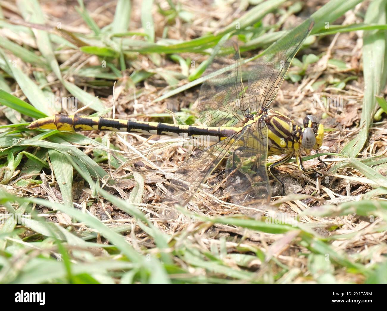 Sulphur-tipped Clubtail (Phanogomphus militaris) Insecta Stock Photo ...