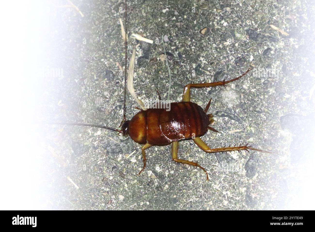 American Cockroach (Periplaneta americana) Insecta Stock Photo - Alamy