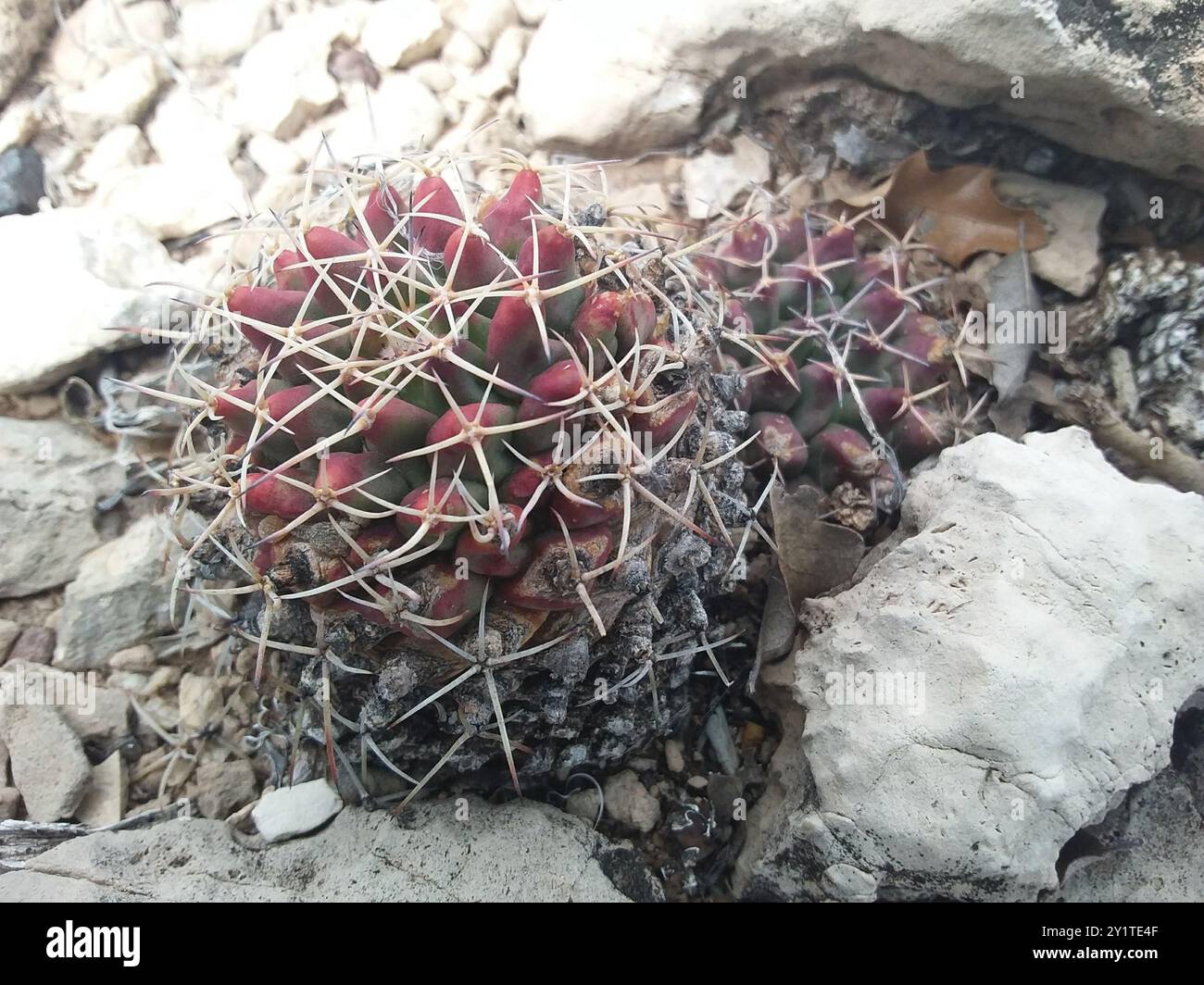 little nipple cactus (Mammillaria meiacantha) Plantae Stock Photo - Alamy