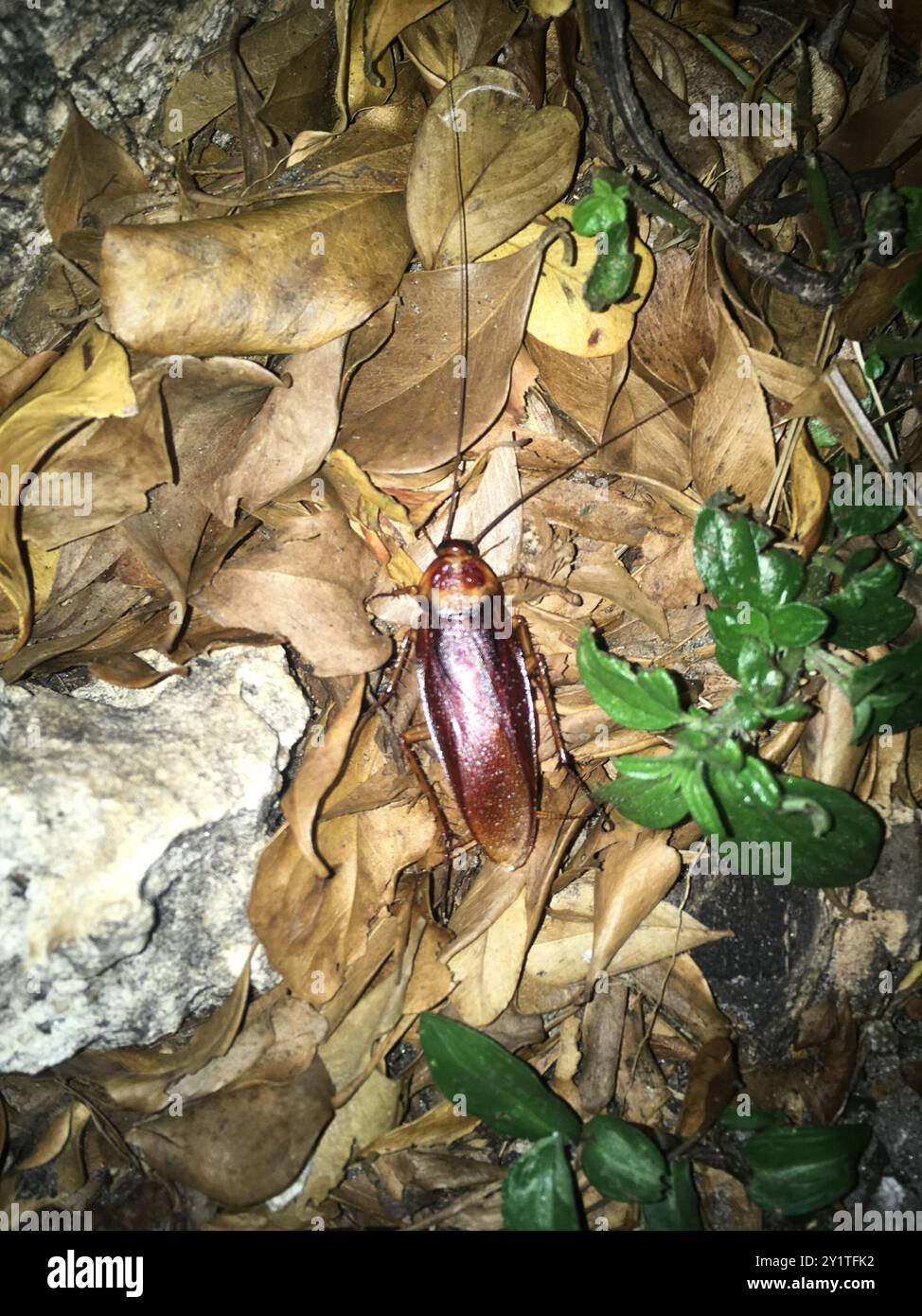 American Cockroach (Periplaneta americana) Insecta Stock Photo - Alamy