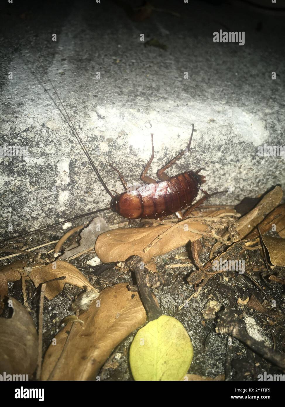 American Cockroach (Periplaneta americana) Insecta Stock Photo - Alamy