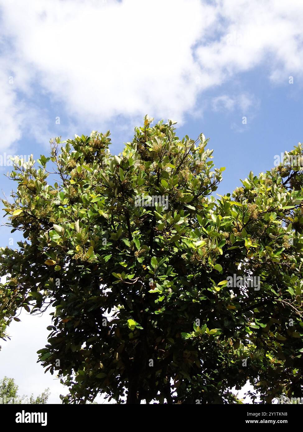 Looking-glass mangrove (Heritiera littoralis) Plantae Stock Photo - Alamy