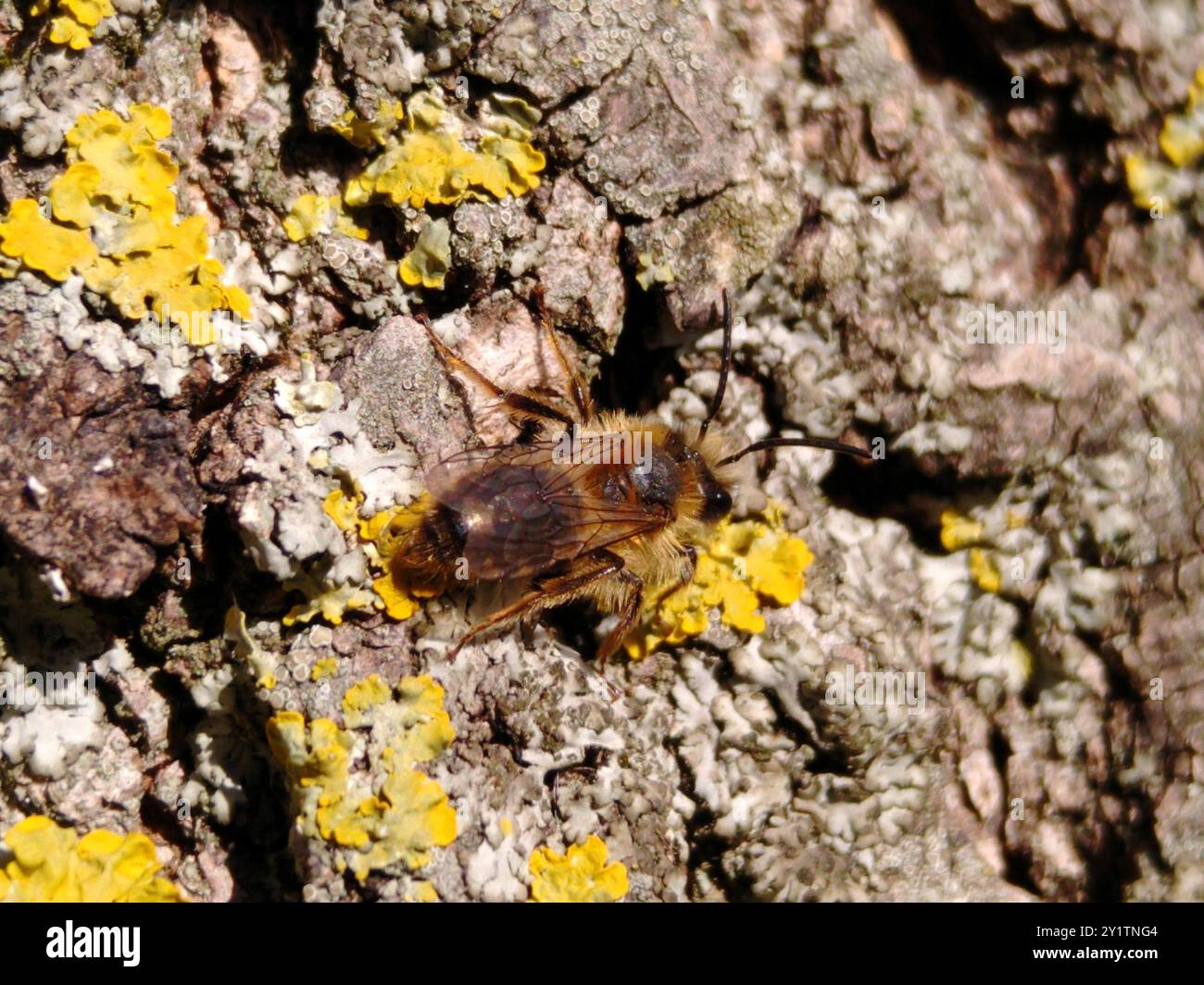 Mining Bees (Andrena) Insecta Stock Photo - Alamy